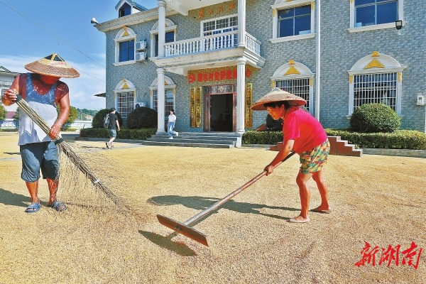 9月20日，漫水村村民在操坪曬稻谷。