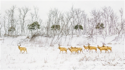 　圖為“我的家園”攝影聯(lián)展參展作品《濕地家園》，攝于江蘇鹽城。 　　葛乃航攝